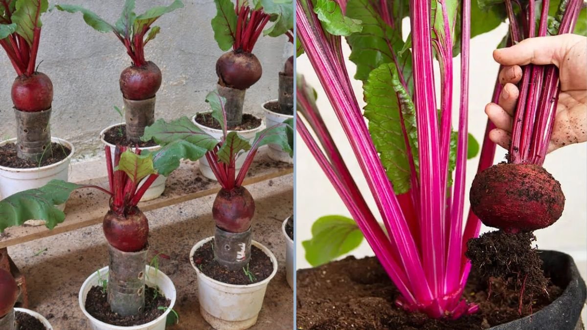 Grow Beetroot at Home in Plastic Bottles: Surprising Results You’ll Love