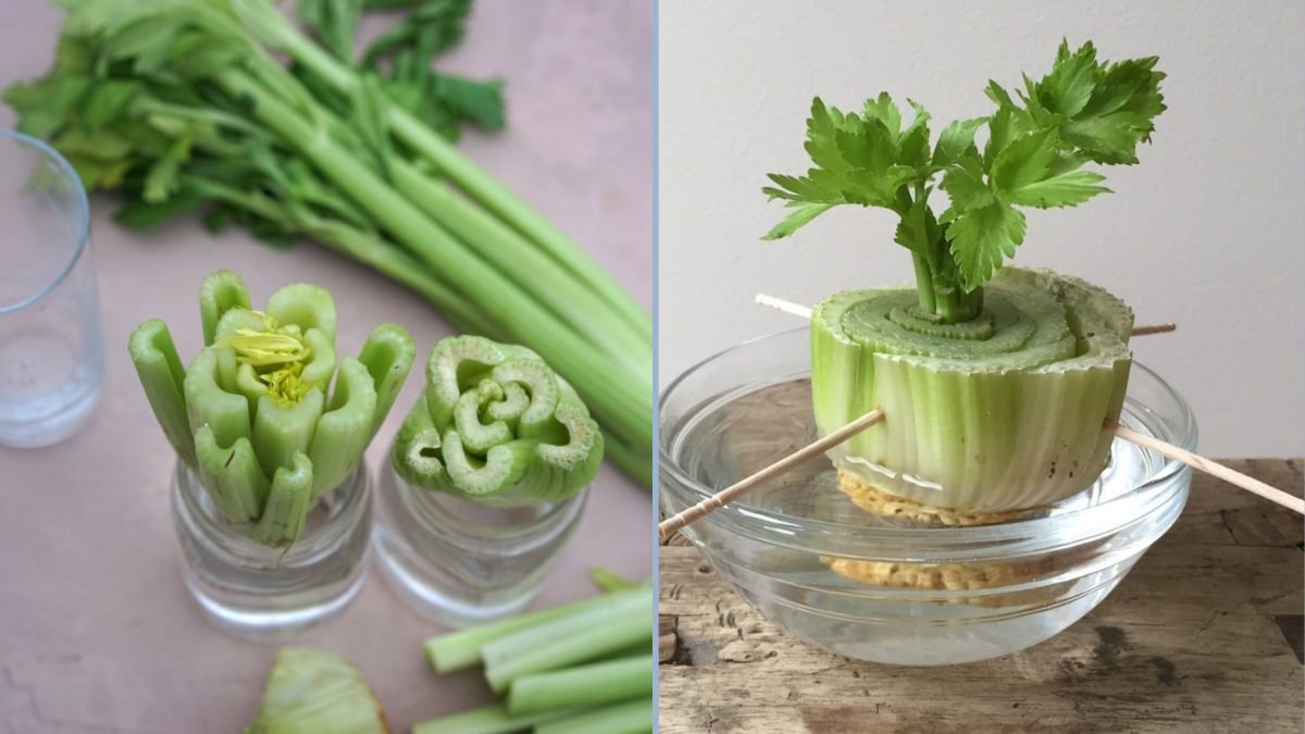 Regrow Celery at Home: The Absolute Easiest Way Using Store-Bought Stalks