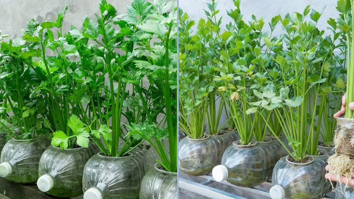 How to Grow Celery in Plastic Bottles at Home: A Very Easy Guide for Beginners