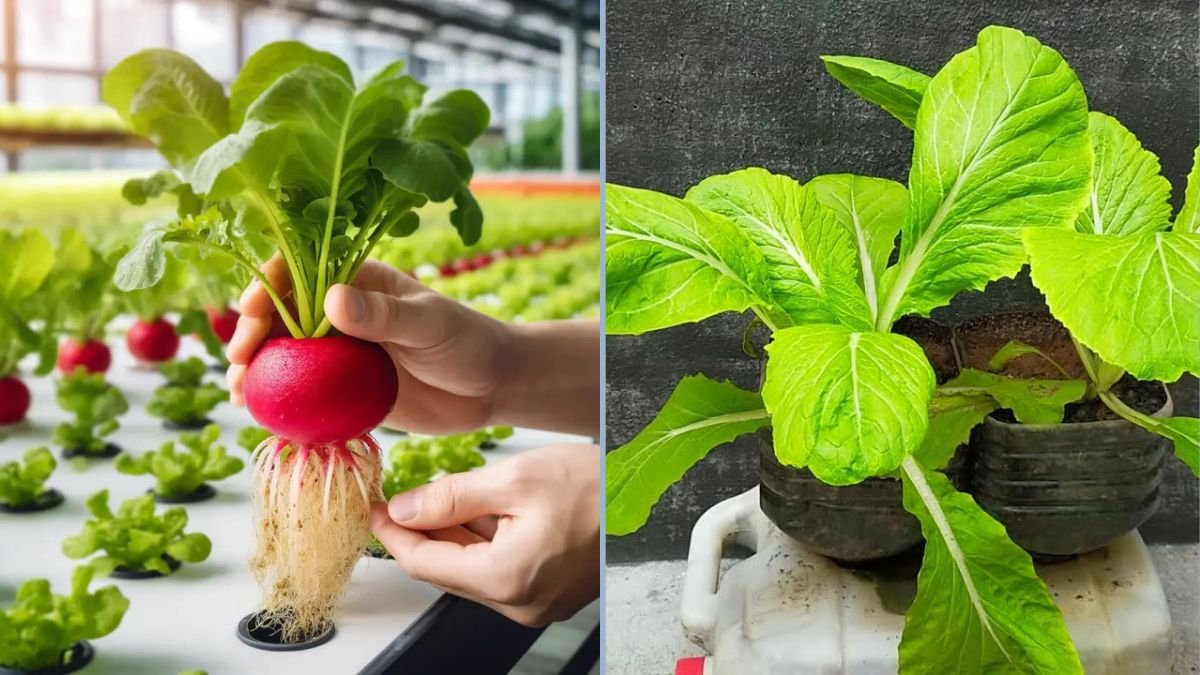 How to Grow Leaf Mustard in Surprisingly Large Plastic Bottles at Home: Easy Guide for Beginners