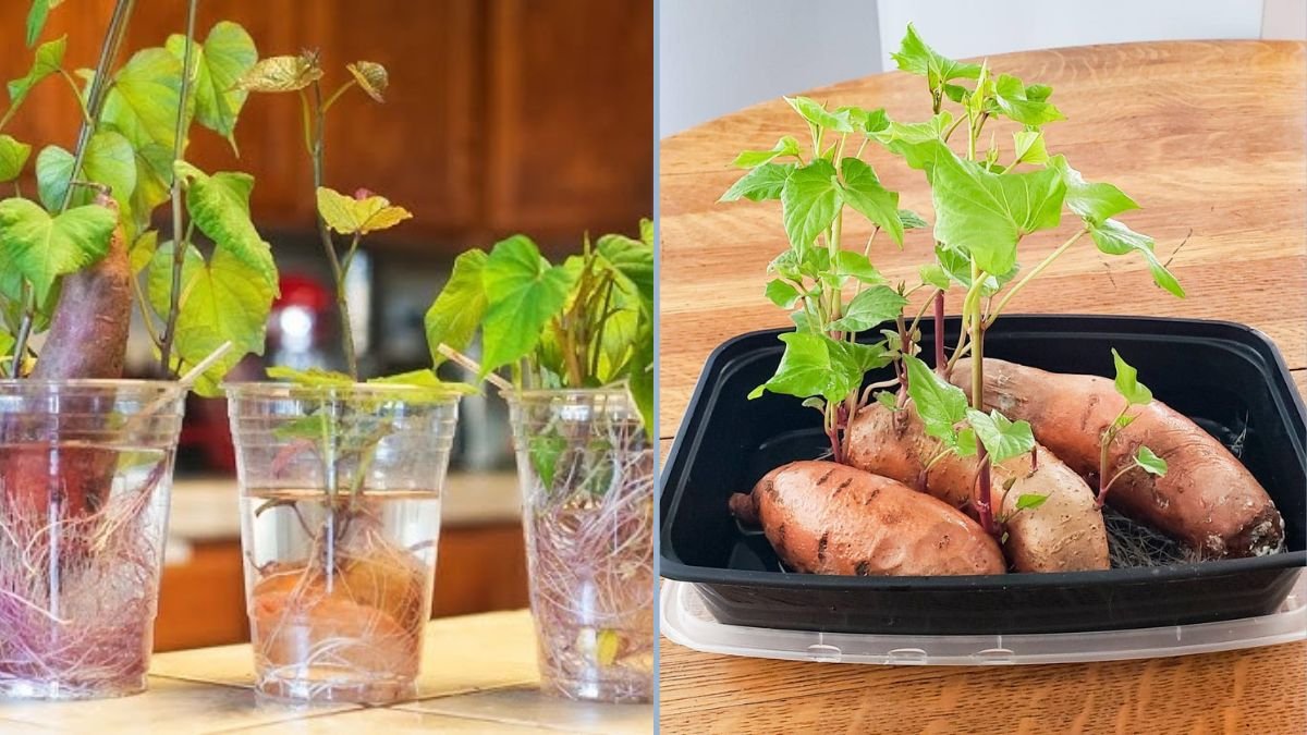 How to Grow Sweet Potato Vines from Cuttings at Home in a Pot: A Beginner’s Guide