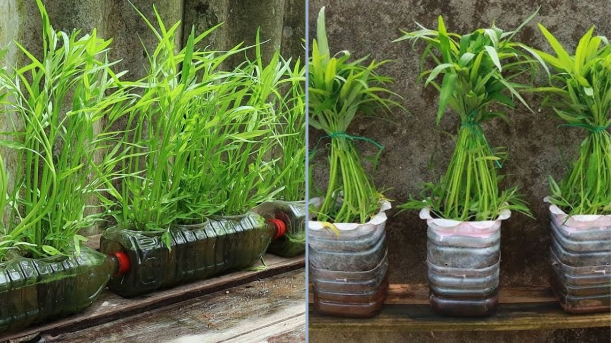 How to Grow Water Spinach in Plastic Bottles: Simple Tips for a Thriving Home Harvest