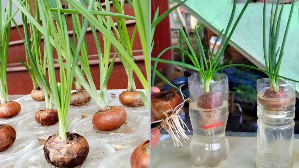 How to Grow Onions at Home in Bottles: A Simple Guide for Beginners