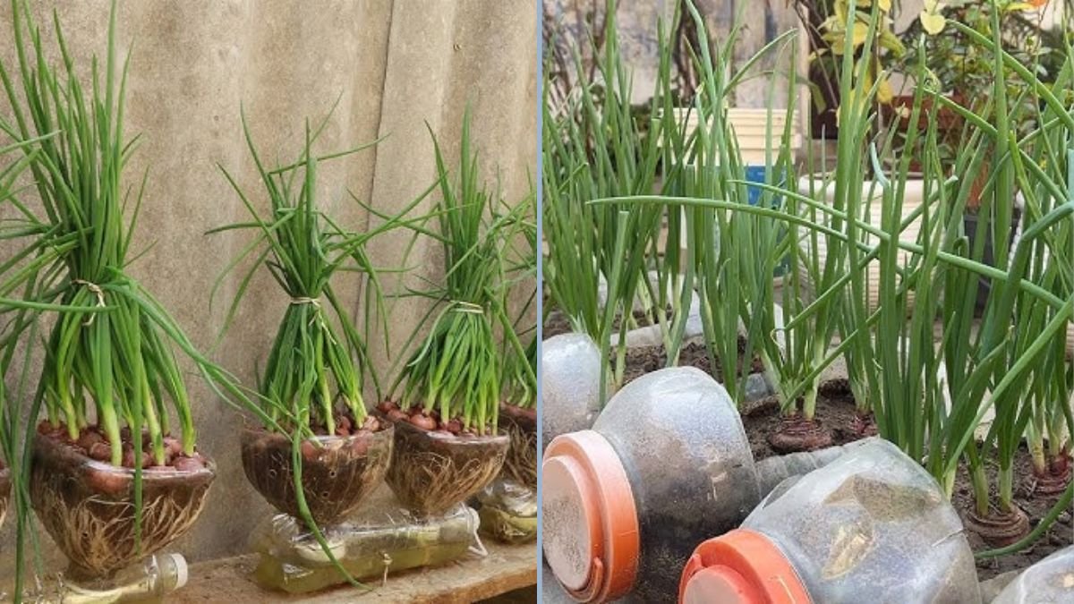 How to Grow Onions in Plastic Bottles at Home: A Step-by-Step Gardening Guide