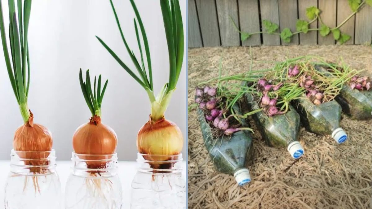 How to Plant Shallot Bulbs in Your Garden: A Step-by-Step Guide for a Bountiful Harvest