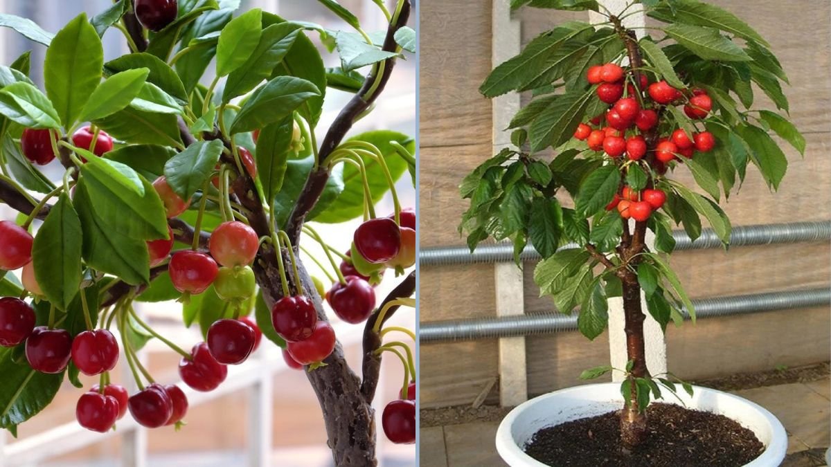 How to Grow Cherry Trees in Containers and Produce More Fruit: A Complete Guide