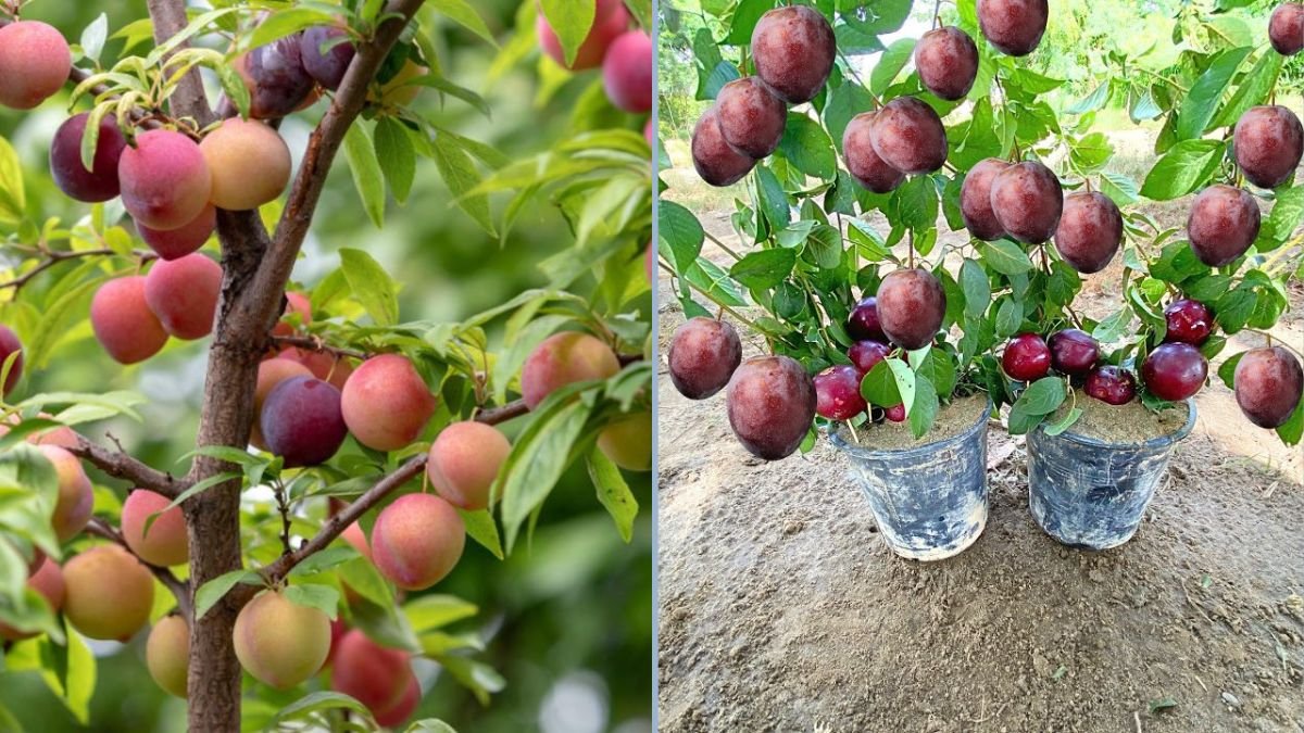 How to Grow a Plum Tree from Plum Fruit: 100% Success Using Natural Rooting Hormone