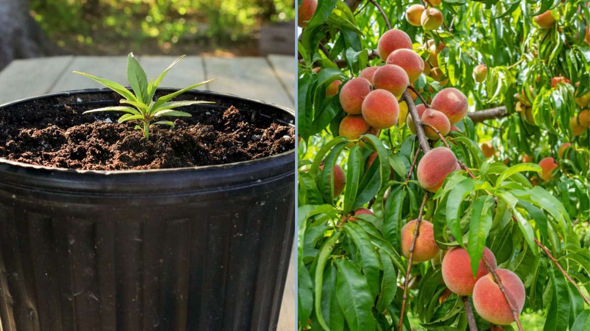 How to Grow a Peach Tree from Seed Easily: Seed Germination at Home