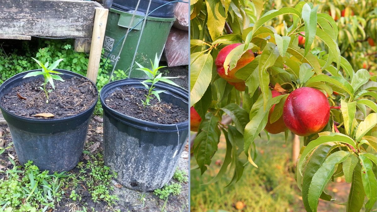 How to Grow a Nectarine Tree from Seed: Nectarine Seed Germination Guide