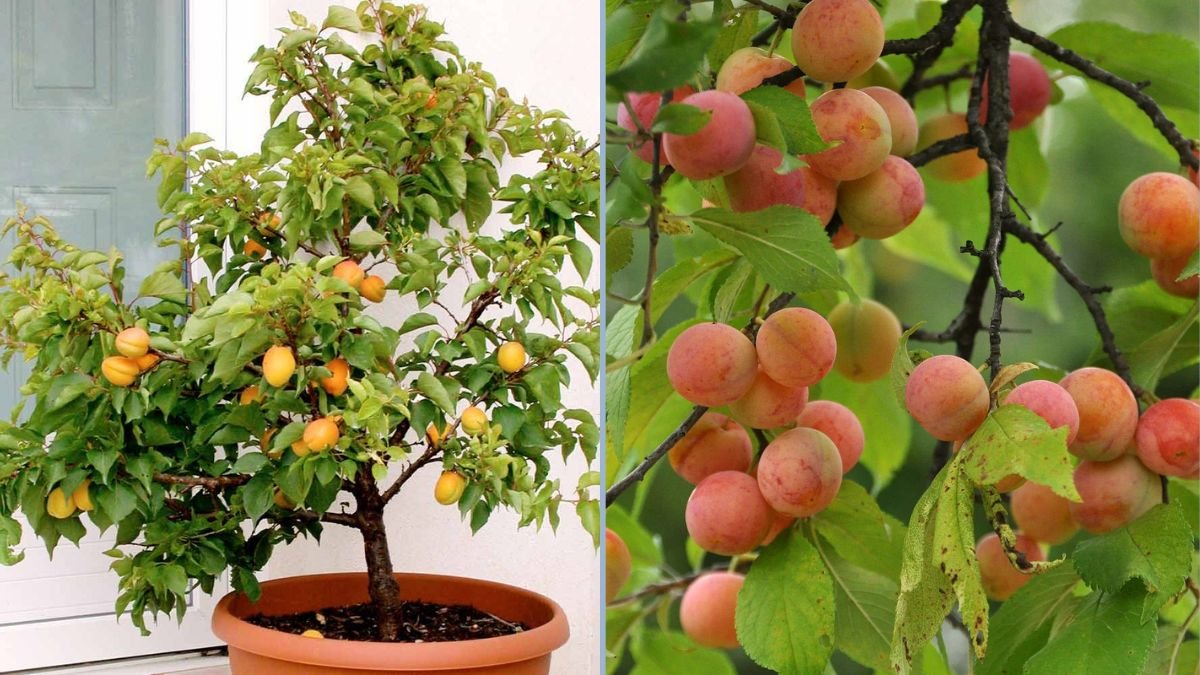 How to Grow Peach, Plum, and Apricot Trees in Pots and Grow Bags: Grow Delicious Fruits at Home