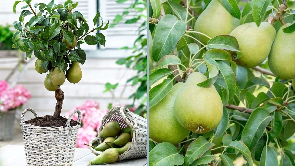 How to Grow Pear Trees in Pots and Enjoy Fruit at Home: A Khanpur Gardening Guide