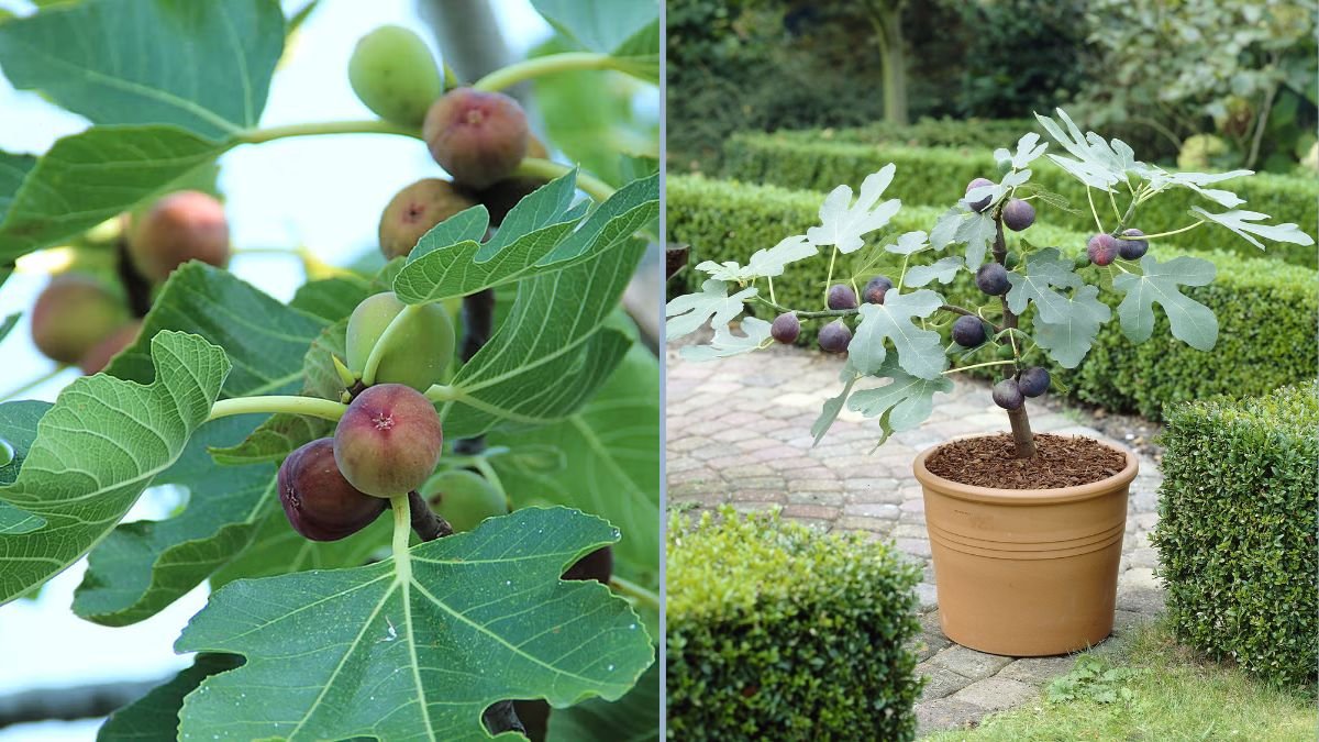 How to Grow, Fertilize, and Harvest Fig Trees in a Pot: Easy Gardening Tips