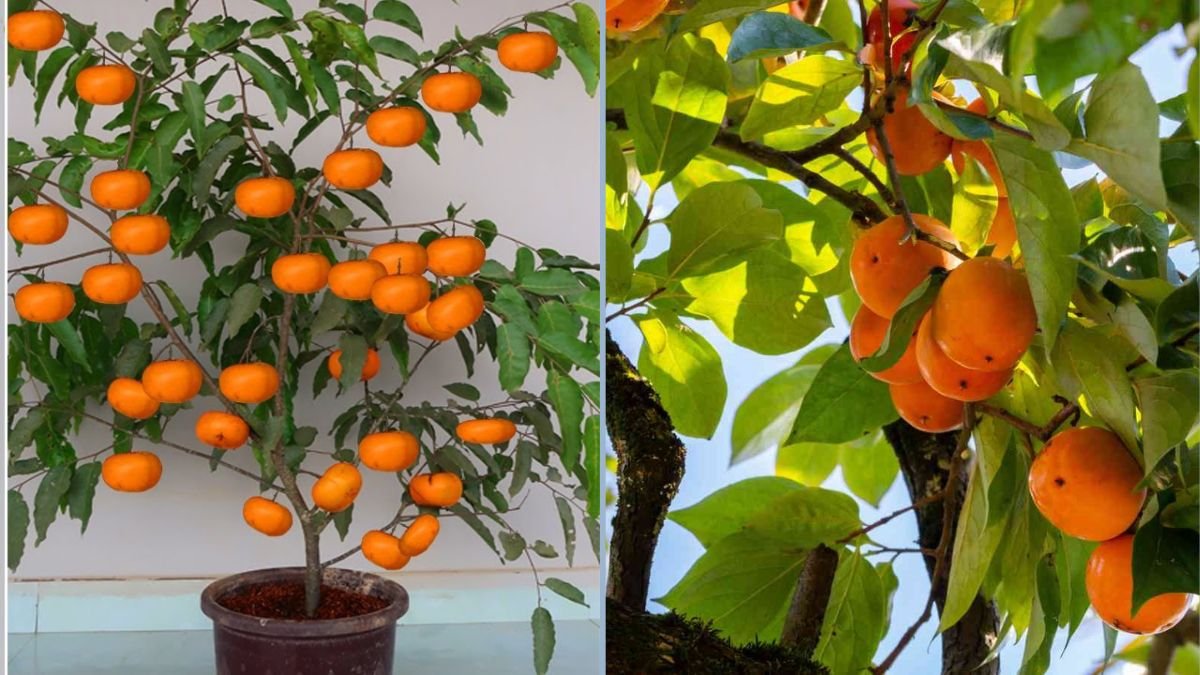 How to Grow a Persimmon Tree from a Banana: Beginner’s Guide to Easy Fruit Gardening