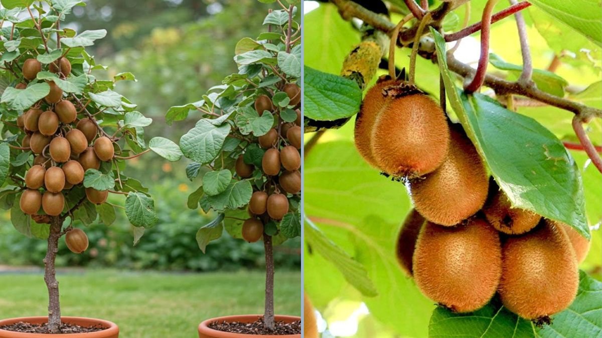 How to Grow Kiwi Plants from Kiwi Fruit: Step-by-Step Guide to Growing Kiwi from Seed