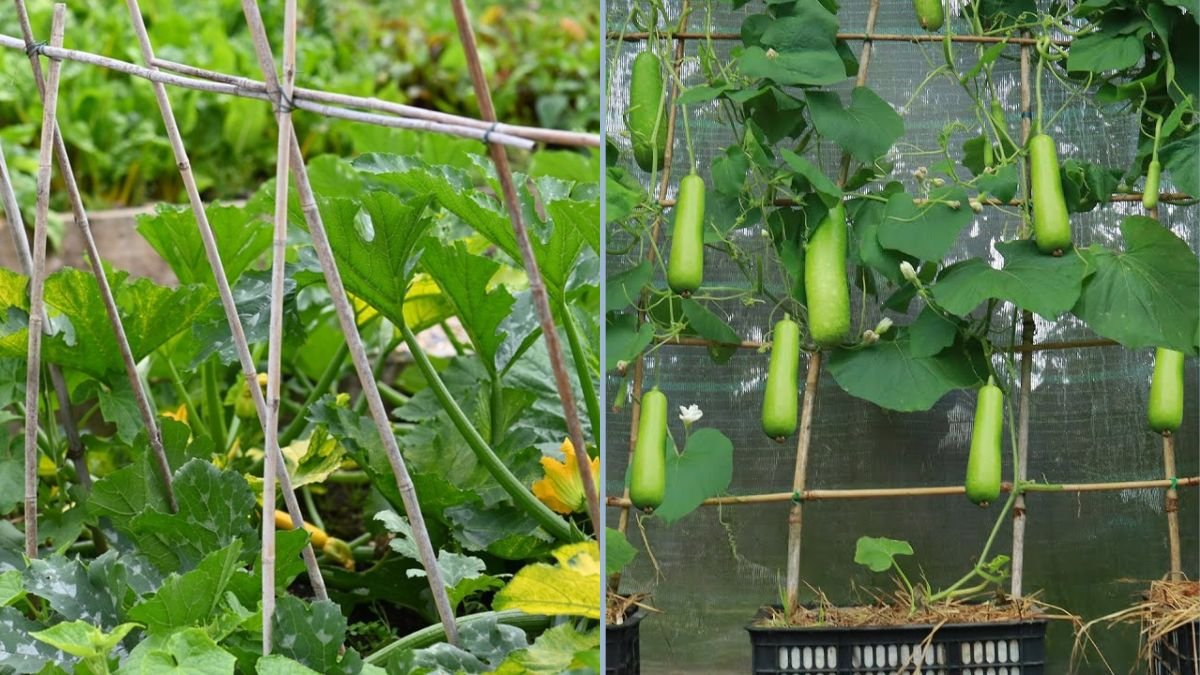 Little-Known Method of Growing Squash: How to Get Long and Abundant Fruit