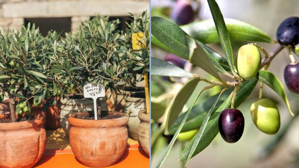 Olive Trees in Your Garden: The 101 and Everything You Need to Know