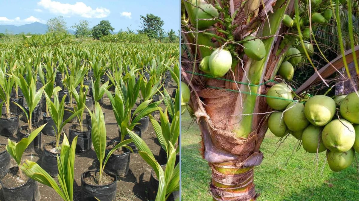 How to Grow Coconut Trees in Plastic Containers: A Complete Guide for Organic Farming