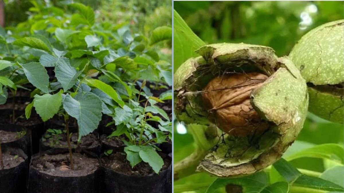 How to Grow a Walnut Tree from Seed: The Complete Propagation Process at Home