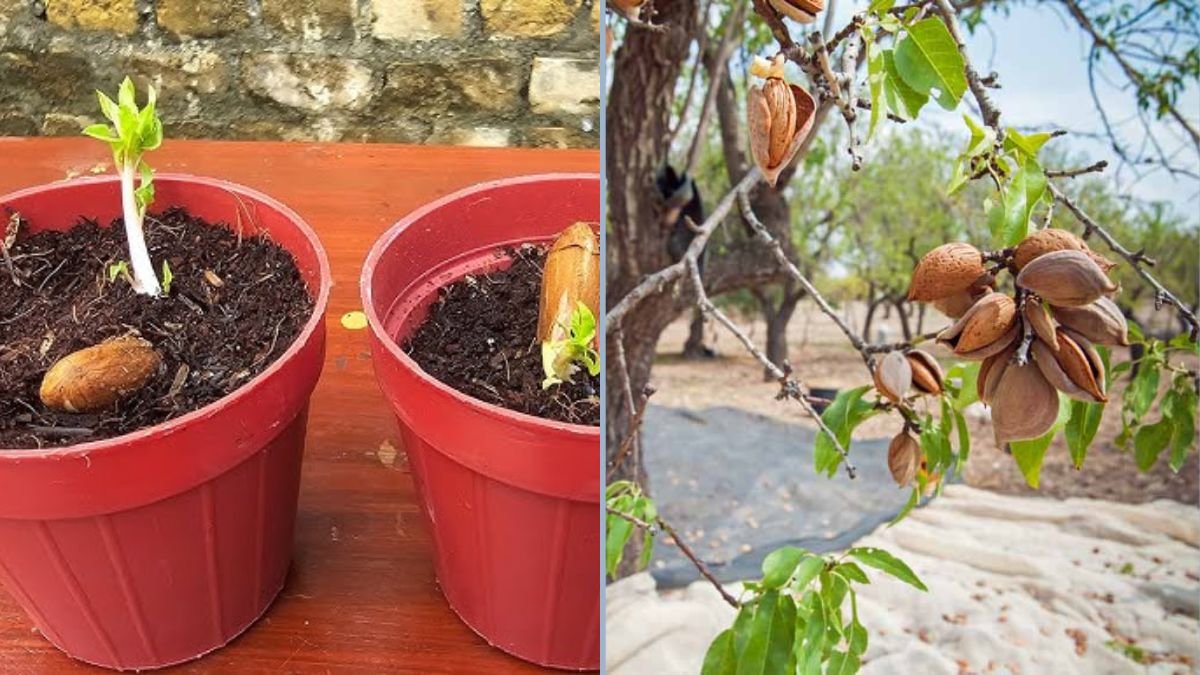 How to Grow an Almond Tree from Seeds: Easy Method to Cultivate Almond Trees in Pots
