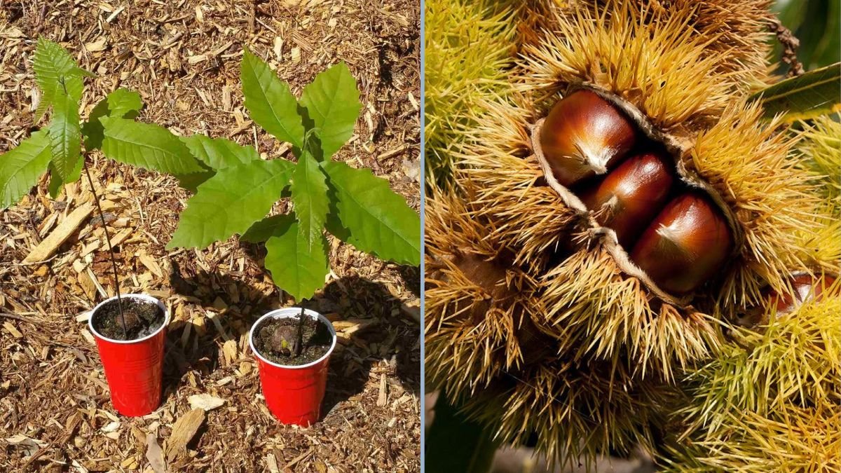 How to Germinate Chestnut Seeds: An Easy Guide to Growing Chestnut Trees