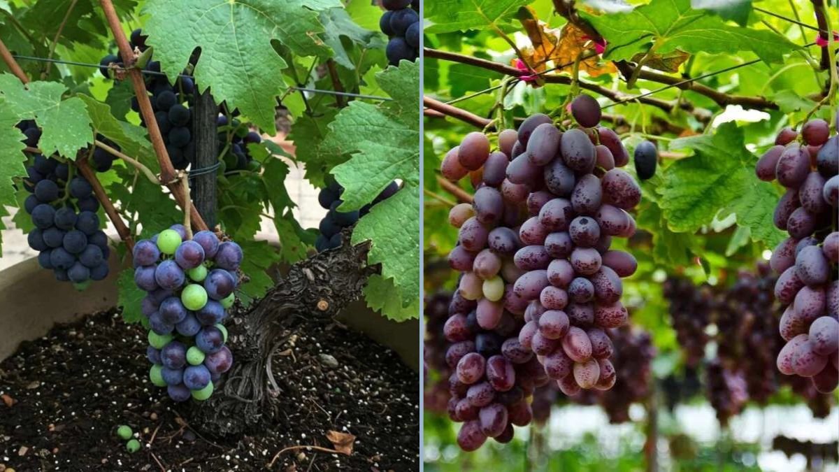 Ultimate Guide to Growing Black Grapes with Aloe Vera: Expert Tips for a Thriving Vineyard