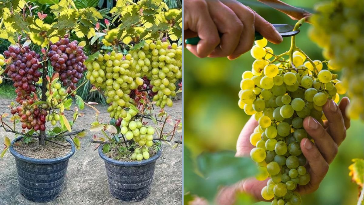 Planting Homegrown Grape Vines: King Ruby and Sultania Seedless Grapes for Your Garden