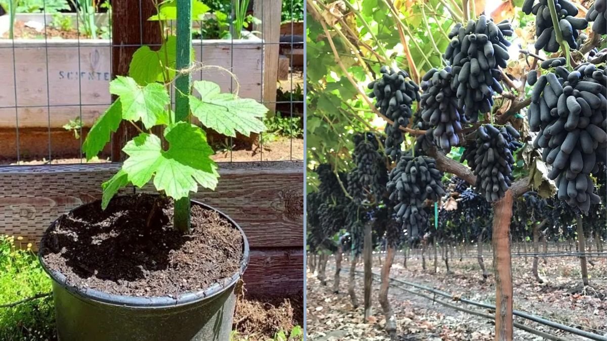 Moon Drop Grapes in a Container Vineyard: How Long Until Your Vine Produces Fruit?