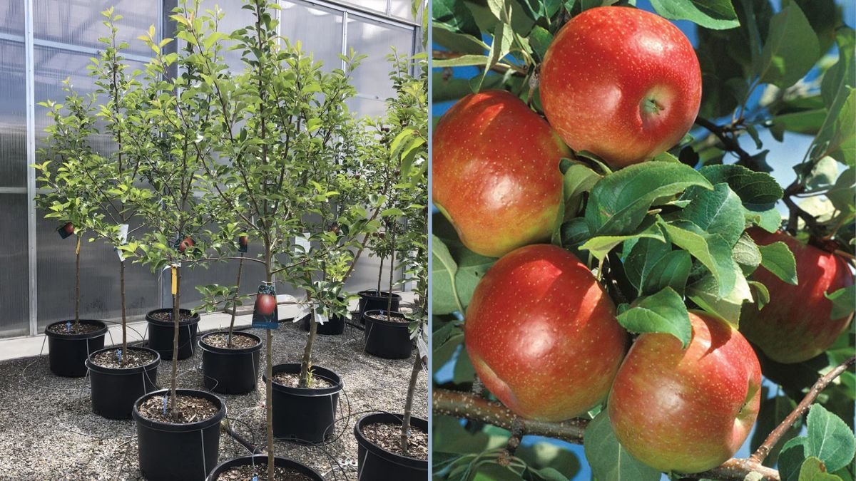 How to Grow Honeycrisp Apples: A Complete Guide for Your Home Orchard