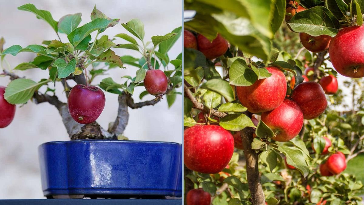 How to Care for a Potted Red Delicious Apple Tree: Essential Tips for Healthy Growth