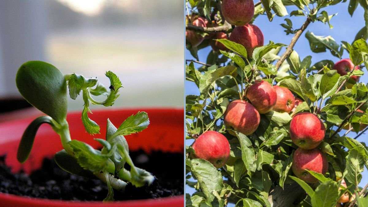 How to Take Care of Fuji Apple Trees: Tips for Growing Healthy Apples with Maximum Sun Exposure
