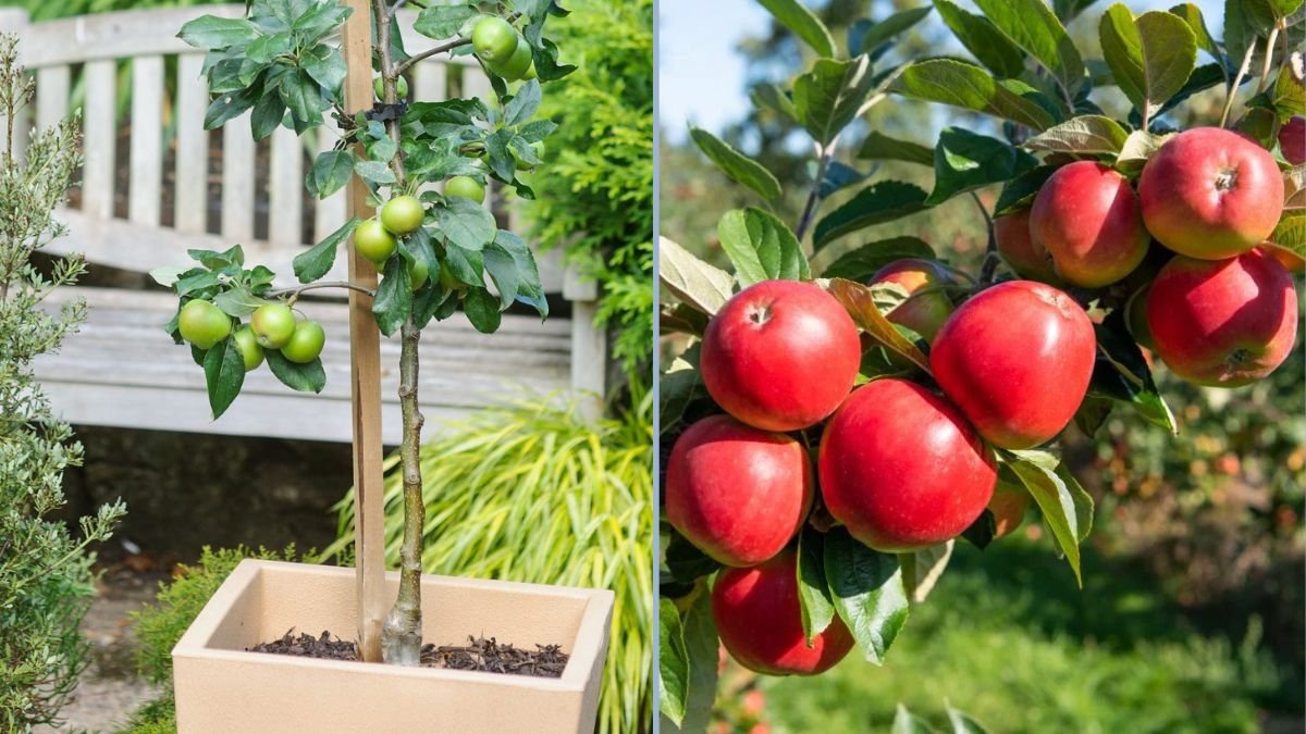 Starting a Backyard Micro Orchard: Planting Gala Apple Trees for a Fruitful Home Garden