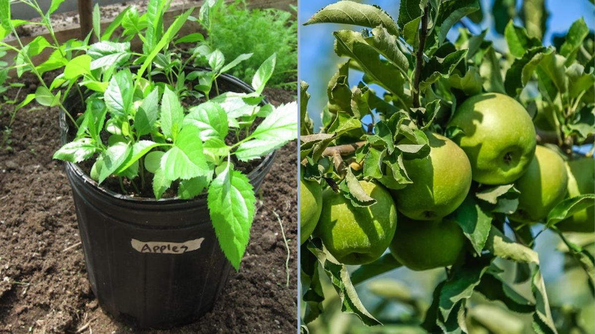 Planting Granny Smith Apple Seeds: How to Grow Fruit Trees From Seed at Home