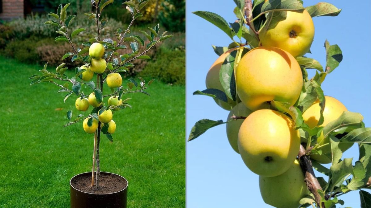 Dwarf Golden Delicious Apple Tree: A Complete Guide to Growing Sweet, Crisp Apples in Small Spaces