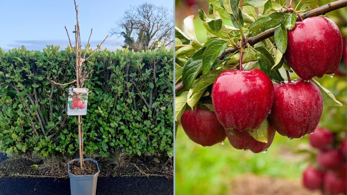 Planting My Braeburn Apple Tree: A Complete Guide to Growing Sweet, Crisp Apples at Home