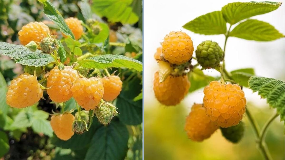 How to Grow Yellow Raspberry (Rubus ellipticus): A Complete Guide