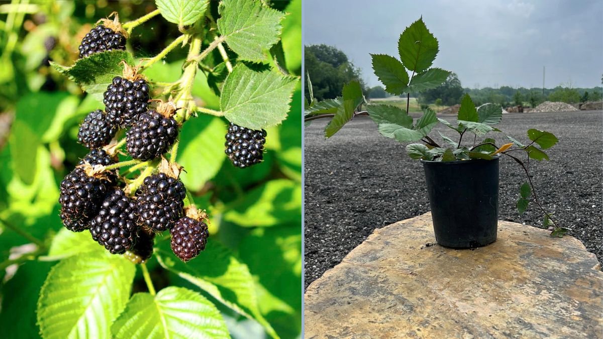 Triple Crown Thornless Blackberries: Sweet, Juicy, and Easy to Grow