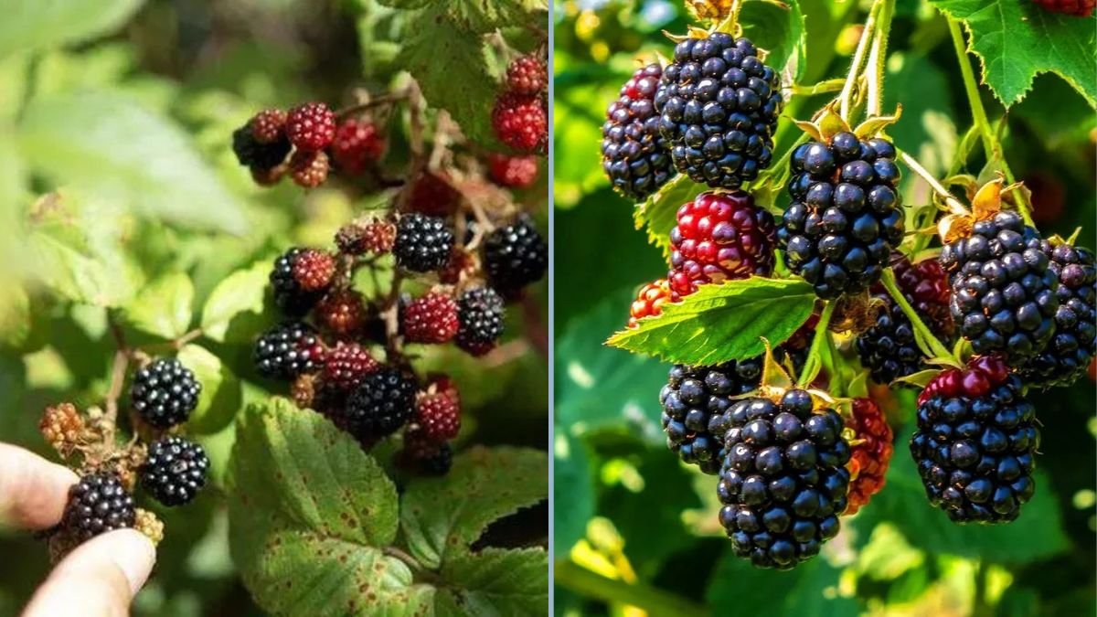 Wild Blackberries in the Mountains: A Day of Berry Picking and Quality Time
