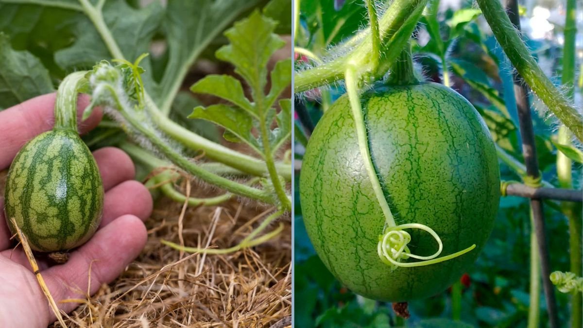 These Are Not Mini Watermelons: Growing Giant, Sweet Watermelons in Your Garden