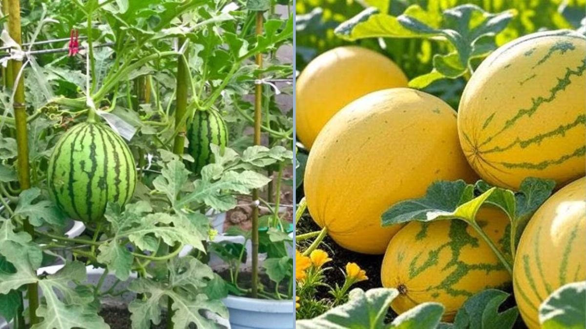 Grow Yellow Watermelon in 73 Days: From Seed to Sweet Harvest