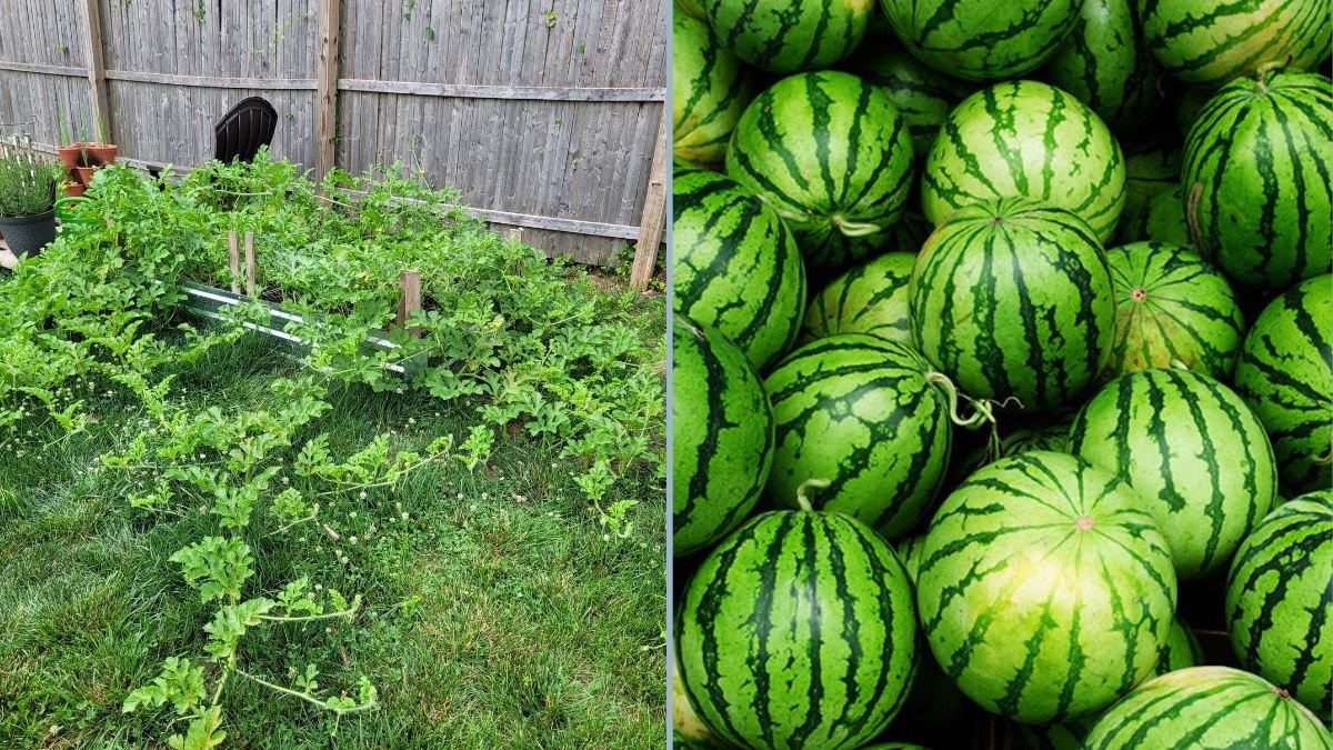 How to Grow Crimson Sweet Watermelon: From Seed to Juicy Harvest