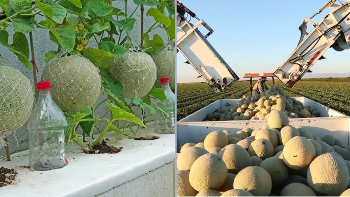 How to Harvest Muskmelon (Cantaloupe) in 91 Days: Rockmelon Growing Made Easy