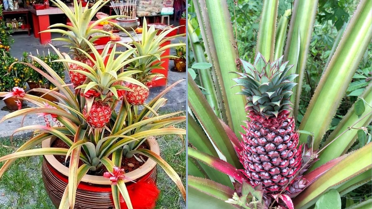 Red Spanish Pineapple: Caring for and Enjoying This Lovely Variety