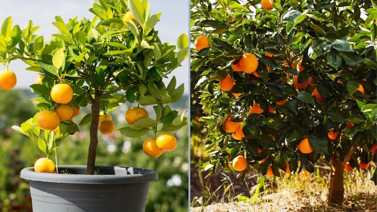 Big Crop from a Dwarf Orange Tree: Growing Navelina Seedless Oranges at Home