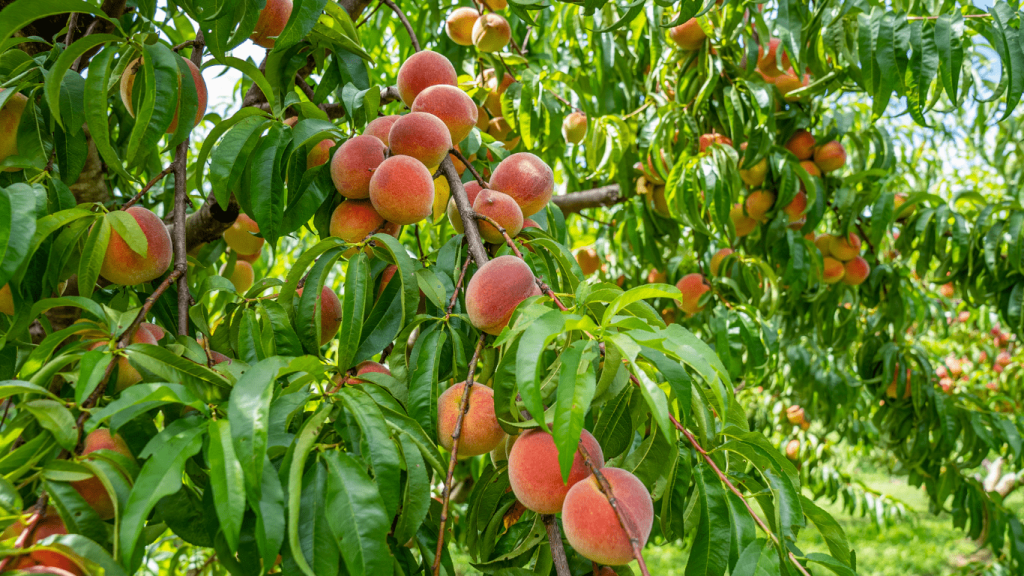mickey mouse dungaree